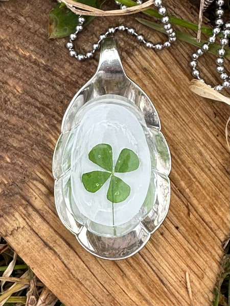 Sugar Shell 4 Leaf Clover