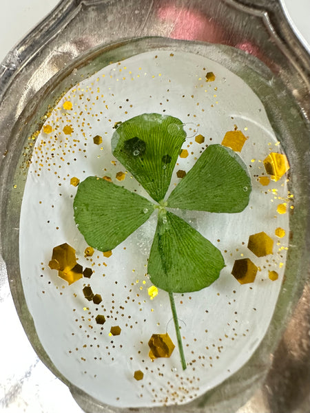Sugar Shell 4 Leaf Clover